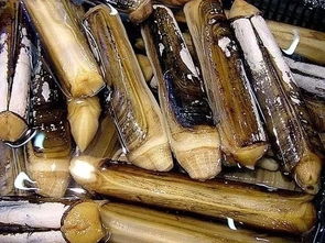 警惕餐桌風險 食用農產品批發中的抗生素超標海鮮